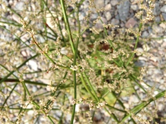 Eriogonum hoffmannii robustius