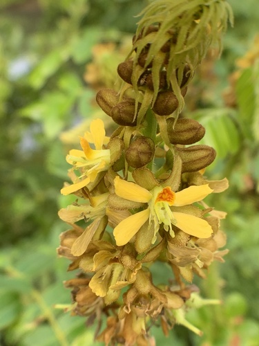 Guilandina bonduc
