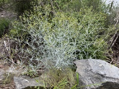 Senecio quadridentatus