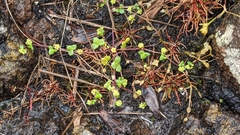 Hydrocotyle capillaris