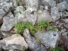 Pseudostellaria rigida