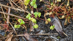 Hydrocotyle capillaris