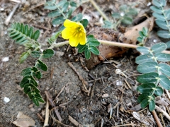 Tribulus taiwanense