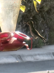 Sephanoides sephaniodes