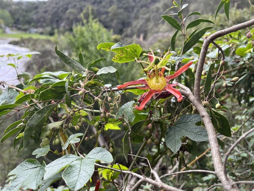 Passiflora cinnabarina (Passiflora cinnabarina)