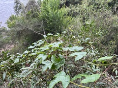 Passiflora cinnabarina