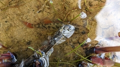 Nannoperca australis