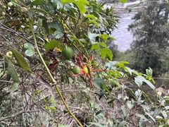 Passiflora cinnabarina