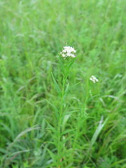 Achillea acuminata