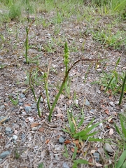Microtis unifolia