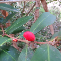Acokanthera oppositifolia