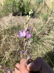 Sidalcea oregana