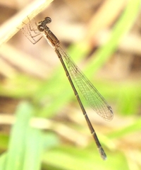 Nehalennia pallidula