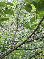 Thamnophilus pelzelni