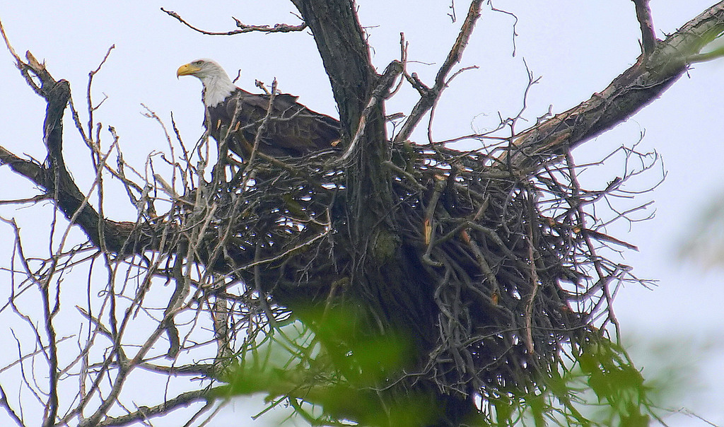 Bald Eagle in November 2022 by Kala Murphy King. White Rock lake Bald ...