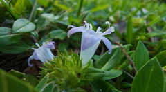 Richardia grandiflora
