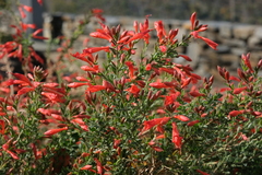 Epilobium canum