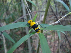 Megacyllene decora