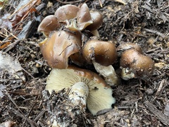 Psilocybe caerulescens