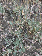 Eriogonum vimineum
