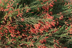 Epilobium canum