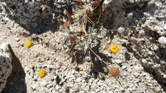 Trichoptilium incisum