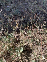 Eriogonum vimineum