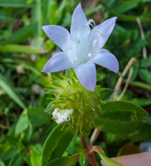 Richardia grandiflora