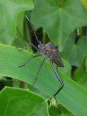 Phthiacnemia picta