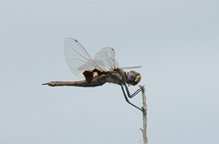 Tramea loewii