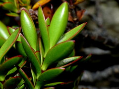Veronica decumbens
