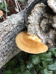 Coriolopsis gallica