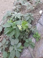 Ipomoea pes-tigridis
