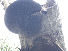 Coriolopsis gallica
