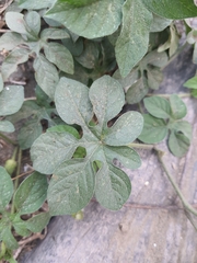Ipomoea pes-tigridis