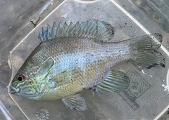 Lepomis aquilensis
