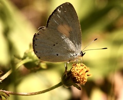 Candalides xanthospilos