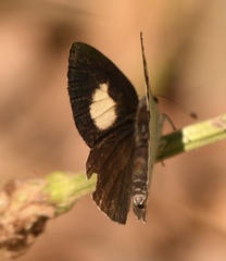 Candalides xanthospilos