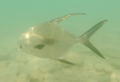 Trachinotus falcatus