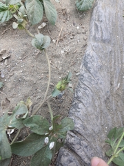 Ipomoea pes-tigridis