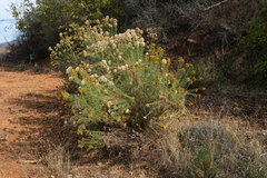 Ericameria paniculata