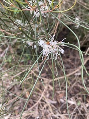 Hakea rostrata