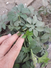 Ipomoea pes-tigridis