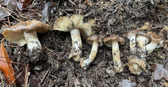 Psilocybe caerulescens