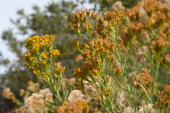 Ericameria paniculata