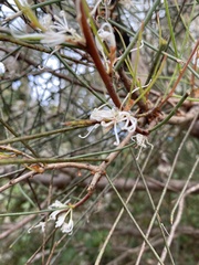 Hakea rostrata