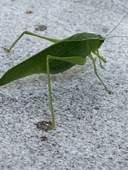 Chloroscirtus forcipatus