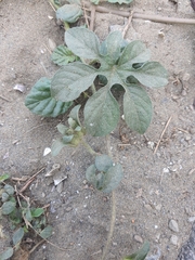 Ipomoea pes-tigridis