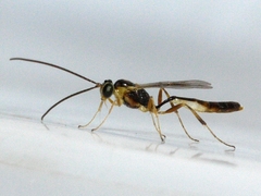 Cremastinae