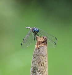 Dythemis nigra